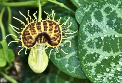 Aristolochia, birthworts, pipevines or Dutchman's pipes, whatever you call it scientists advise to stay away. Photo Credit: Adrián Afonso