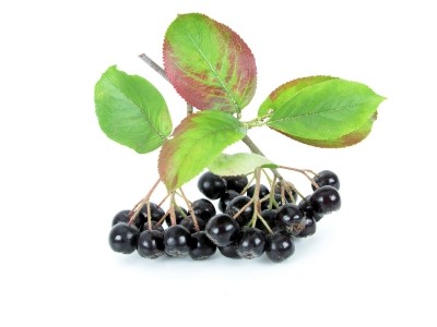Naturex adds chokeberry to suite under its open innovation programme. Others set to follow "in the near future" © iStock