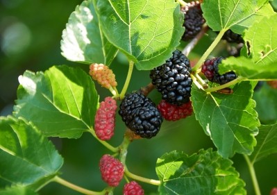 As well as a high rutin content, mulberry's fruit color derives from anthocyanins, which are a good source of natural food colorants.©iStock/syaber