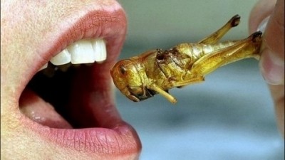 Where does the potential for edible insects really lie?