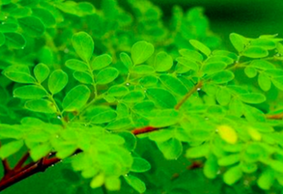 California firm set to become major Moringa supplier with new cultivation method