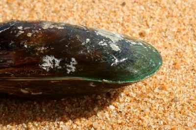 Mussels for muscles: Green lipped mussel extract may ease muscle damage during exercise