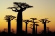 Extract boosts nutraceutical potential of baobab, supplier says