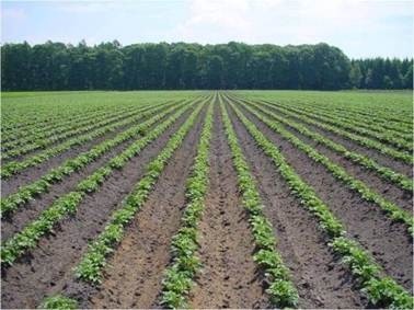 Nutrition goal: Extracts from these potato fields may end up funding and recuperating efforts on sporting fields