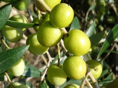 Study suggests olive polyphenol benefits for osteoporosis