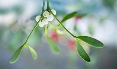 Mistletoe compound could help fight obesity-related liver disease