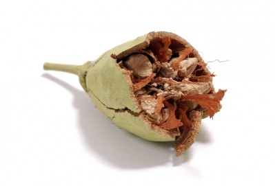 Baobab: High in fiber, calcium, vitamin C, iron, potassium and magnesium