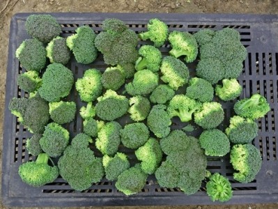 Beneforté broccoli is a hybrid bred from commercial strains mixed with a wild Italian broccoli . (Image credit Seminis)