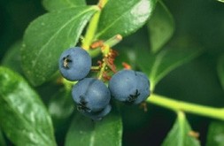 Blueberries show anti-diabetic potential: Study