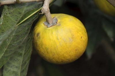 Known as the gold of the Incas, Peruvian lucuma is being seen in more and more product launches in Europe.