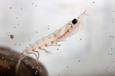 The ability to extend use levels of krill oil may open up market opportunities for manufacturers and its customers.© iStock.com / PilipenkoD