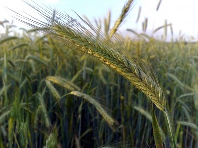 Rye is one of the main sources of dietary fibre in Finland - and new analysis shows it is higher in fibre than previously thought
