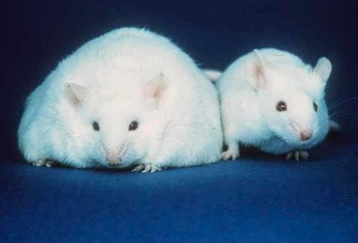 Mice implanted with C. ramosum from a human gut are at a higher risk of obesity when eating a high fat diet, say researchers.
