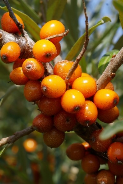 Sea buckthorn - berries and a couple of leaves