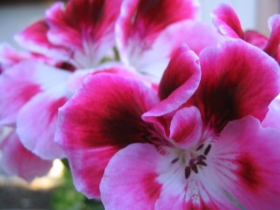 DMAA not in geranium, says yet another study