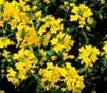 Canola: Could GM versions be a rival EPA-DHA source to marine life and algae?