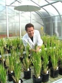 Dr Alex Johnson and his team have produced GM rice populations that may end micronutrient dificiencies. 