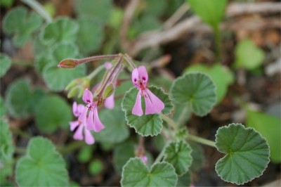 Pelargonium sidiodes: South African biodiversity laws are altering its harvest and distribution