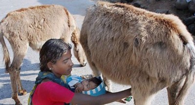 Italians target infants with donkey milk probiotics