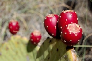 Prickly pear extract hangover cure rejected by EFSA