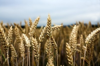 Scientists develop obesity-combating bread wheat