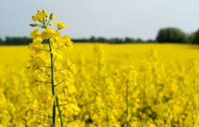 Dow closer to commercializing canola oil with DHA omega-3
