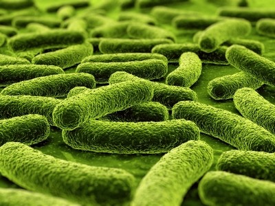‘A basis for the future selection of probiotics’: Study shows how gut bacteria communicate with host to regulate weight