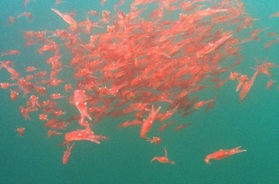 Olympic Seafood have teamed up with two universities to study the health benefits of krill oil.