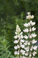 'Lupin and its protein isolate have the potential to be used as functional foods and are efficient in the reduction of total cholesterol and plasma non-HDL cholesterol'