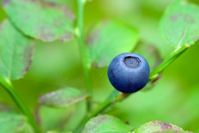 Blueberries may reverse age-related mental decline: Rat study