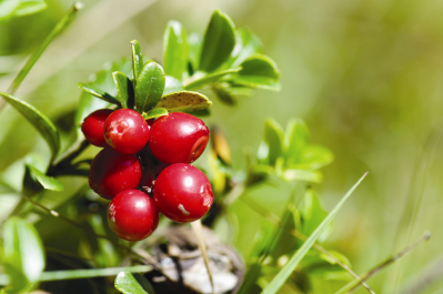Chr Hansen's lingonberry extract was launched in 2008.