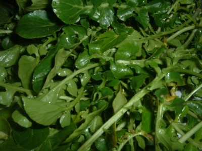 Antioxidant-rich watercress shows sports nutrition potential