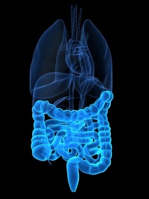 Gut feeling: New study proposes probiotic mechanism for IBD benefits