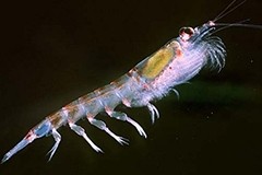 Consumers only accept sustainable krill, says newly certified Aker Aus