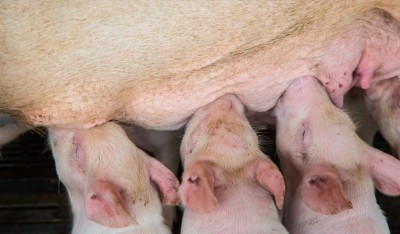 Prebiotic fiber may boost growth and immune function in infants: Piglet data