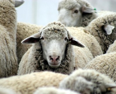 Sheep milk has untapped functional food potential: Review