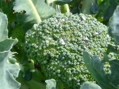 Broccoli drink increases rate of carcinogen benzene excretion by 61%, according to researchers. 