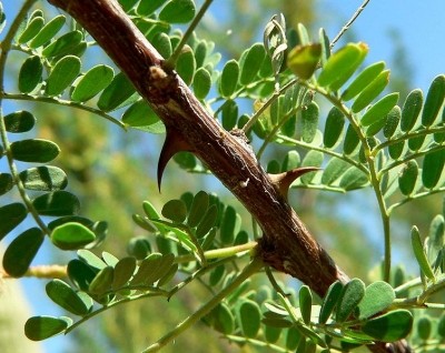 Acacias and their seeds are found in warm arid parts of the world