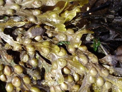 Researchers still think seaweed derivatives can aid gut health. Photo Credit: R~P~M