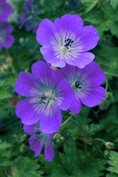Geranium. Not a DMAA-MHA source, researchers have concluded
