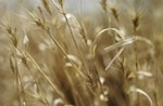 Dutch start-up boosts EFSA-backed wheat extract range