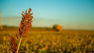 Insufficient marketing, high labour costs, and competing foods have diminished sorghum's popularity as a staple food, but it could make a comeback. ©Getty Images