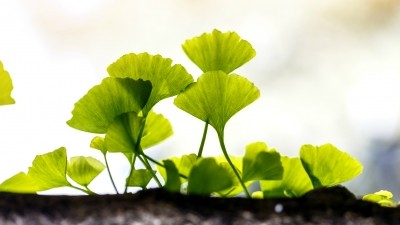 Some literature indicates that genistein may occur naturally in ginkgo leaf, but it tends to be found only in trace amounts. ©Getty Images