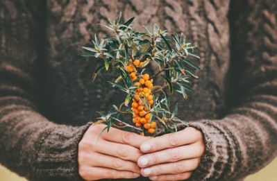 An intake of sea buckthorn fruit puree for five weeks was found to decrease fasting plasma glucose levels in people with prediabetes, according to a study conducted in China. ©Getty Images