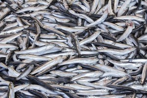 Despite generally good reputation, Peruvian anchovy fishery still not MSC certified