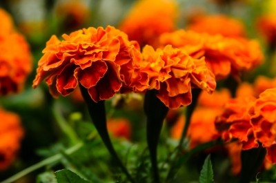 The carotenoid source of Lutemax is marigold flowers. Getty Images / Igor Bondarenko