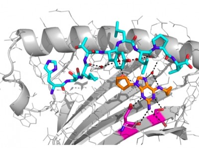 A schematic showing how the abacavir molecule is bound within the 'pocket' of an HLA protein molecule that carries a genetic variation.  Photo courtesy of Prof David Ostrov