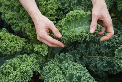 Kaempferol is a flavonoid found in kale and other dietary sources. ©Getty Images - Ron Levine