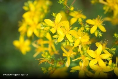 Dutch authorities highlight St. John's wort supplements and tea effects on drug action