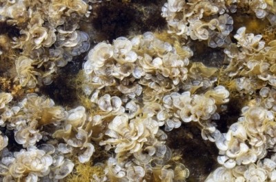 Seaweed species Padina pavonica. ©seaExpert